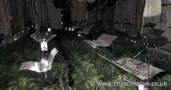 Cannabis farm worth up to half a million pounds dismantled in Sunderland