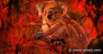 Australia's Koalas Are ‘Sliding Towards Extinction’