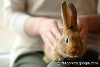 How Rabbits Became Our Pets