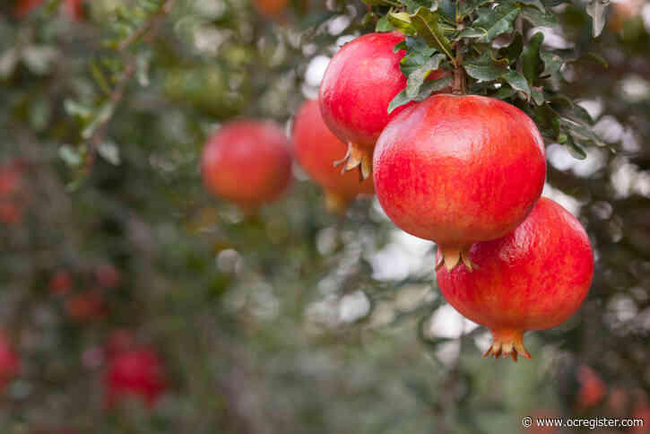 Why now is the time to start picking pomegranates in your garden