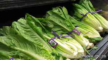 CFIA tightens restrictions on romaine lettuce imports following E. coli outbreaks