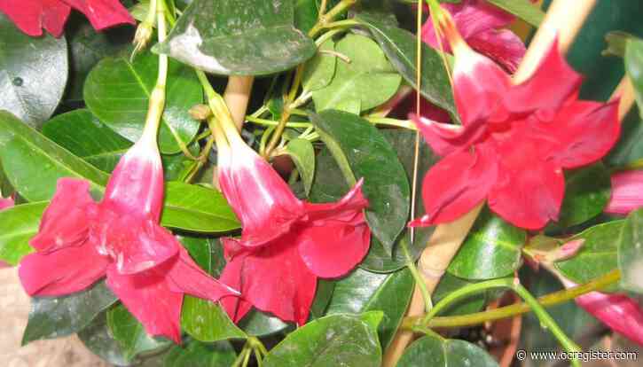 How to keep these blazingly colorful plants in bloom all year