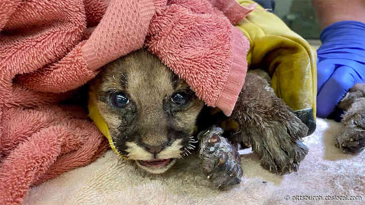 Mountain Lion Cub Rescued From California Wildfire