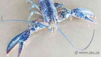Lucky blue lobster gets kiss goodbye off western P.E.I.