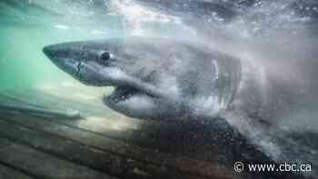 Meet Nukumi, the great white 'proper matriarch' tagged off N.S.