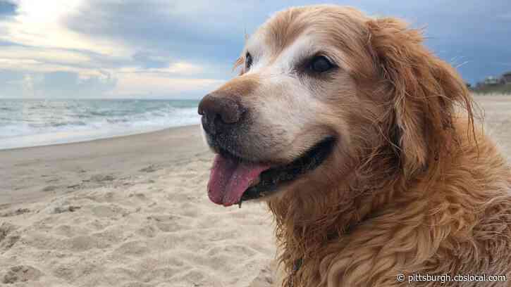 Obituary For Beloved 7-Year-Old Golden Retriever Who Died After Battle With Lymphoma Goes Viral