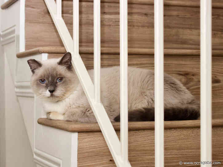 Seal point Siamese Popie is a sweet senior looking for a loving home