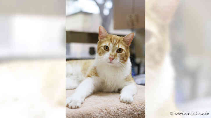 Sweet tabby cat Algernon is a chatty guy