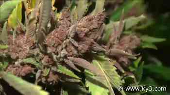 Missouri town expects to thrive from medical marijuana - KYTV