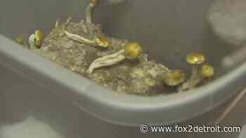 After decriminalization of 'magic' mushrooms in Ann Arbor, medical professionals issue warnings - FOX 2 Detroit