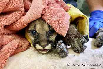 Mountain lion cub burned in California fire is rescued by firefighter
