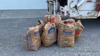City reminder of fall leaf collection program - Lethbridge News Now