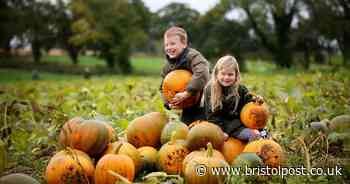 Where to pick your own pumpkins in and around Bristol