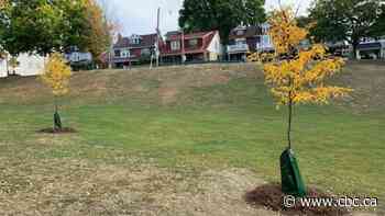 City forced to remove trees planted at bottom of popular Toronto tobogganing hill