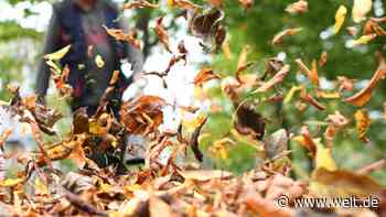 So schädlich sind Laubbläser für Tier und Mensch