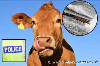 The 8 bizarre laws that still exist in England - and you've probably already broken some