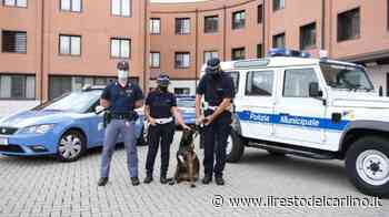 Droga Modena, pensionato spacciava e produceva marijuana in casa - il Resto del Carlino