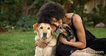 Americans are starting to give up their pets because of COVID-19 hardships