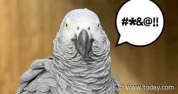Zoo removes parrots from display after birds keep cursing at visitors