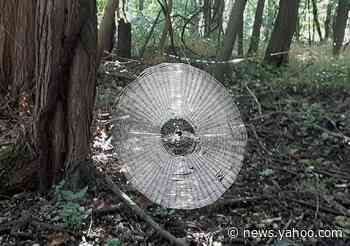 'Human-sized' spider web found in Missouri forest