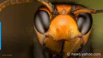 Search underway for murder hornet nest in Washington state