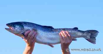 I saved my pub money on lockdown to build a mighty salmon empire