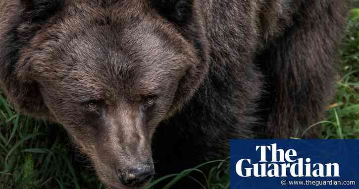 Papillon the bear: how the 'escape genius' sparked a national debate in Italy