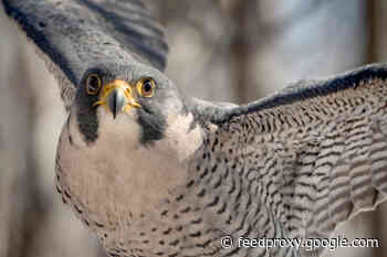 Falcons, the ‘Top Gun’ of the Skies, Are Helping Farmers Scare Away Pests