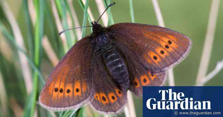 Mountain butterflies 'will have to be relocated as habitats get too hot'