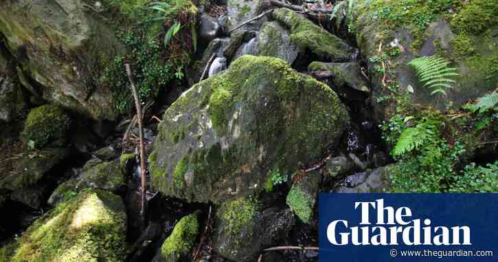 'Rarest fern in Europe' discovered in Ireland