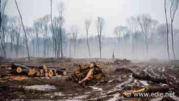 Plans to halt deforestation not strong enough, Tesco, Nestle and Nandos tell UK Government
