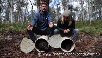 Hemsworth helps release Barrington devils: first in 3000 years to live on the mainland - Great Lakes Advocate