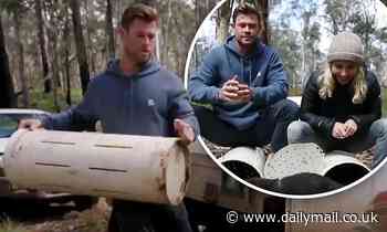 Chris Hemsworth releases the first Tasmanian devils on mainland Australia - Daily Mail