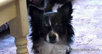 Mum and son banned from keeping animals after dogs left in horrific conditions