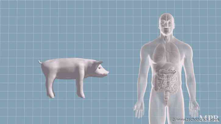 Poll: Majority Supports GMO Research For Human/Animal Hybrids