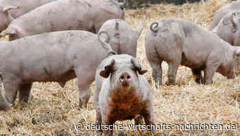 „Schweinestau“ in deutschen Schlachthöfen bedroht Existenz deutscher Bauern