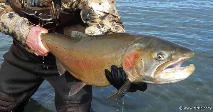 Nevada dam changes give rare trout new life 115 years later