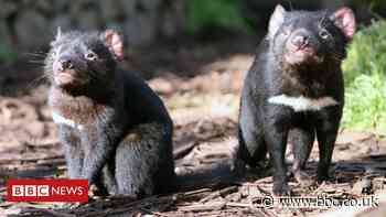 Tasmanian Devils reintroduced into Australian wild
