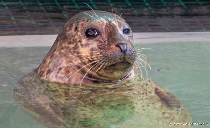 Marine mammal rescue centers report average year, are cheered by one rescue spotted living happy life