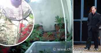 Prosecutors accept cannabis farmer's 200 plant crop was for personal use