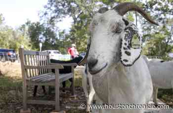 Goats are gobbling up the Houston Arboretum. No kidding. - Houston Chronicle