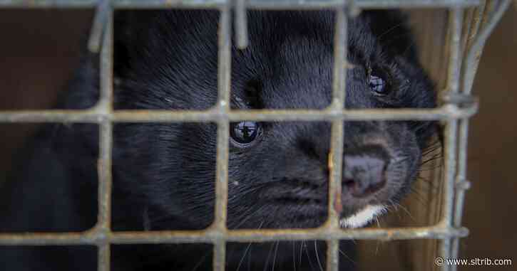 Thousands of minks dead in COVID outbreak on Utah farms