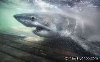 Researchers find 'Queen of the Ocean' ancient great white shark off Nova Scotia coast