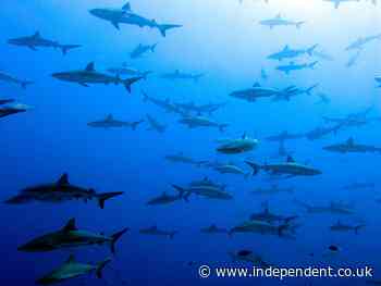 Conservationists push back on plans to use shark liver in coronavirus vaccines