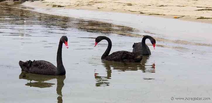 Why Australia’s black swans are showing up in Orange County