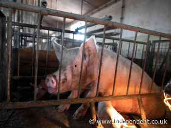 Coronavirus: World leaders must urgently phase out factory farming to cut future pandemics risk, says report
