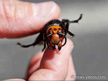Murder hornets resurfacing in Washington state, officials warn