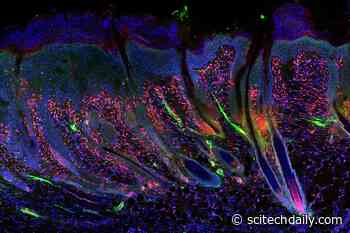 Genetic Factor Discovery Enables Adult Skin to Regenerate Like a Newborn Baby’s