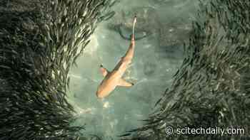 Hunger Encourages Risk-Taking – Study Results Involving Over 100 Animal Species Compared