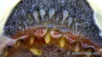 Fang’tastic: Venom Glands Similar to Those of Snakes Found for First Time in Amphibians